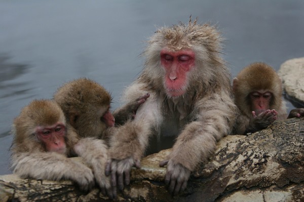 Snow Monkeys in onsen